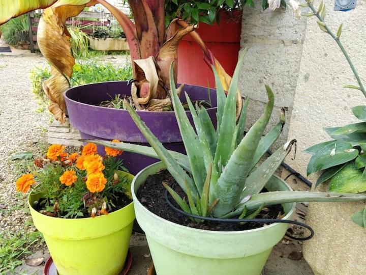 Belle Maison Du Quercy Septfonds Esterno foto
