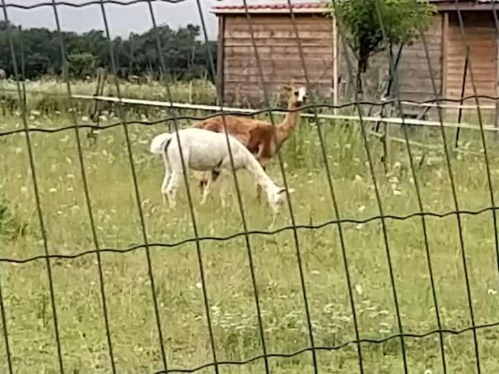 Belle Maison Du Quercy Septfonds Esterno foto