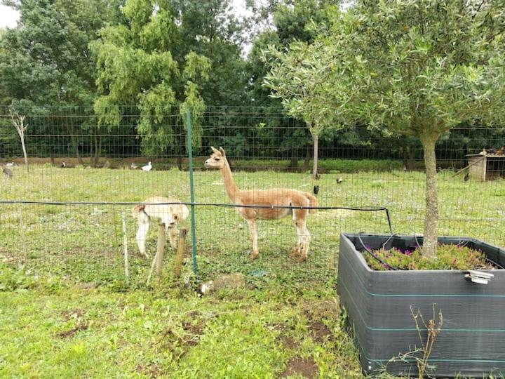 Belle Maison Du Quercy Septfonds Esterno foto